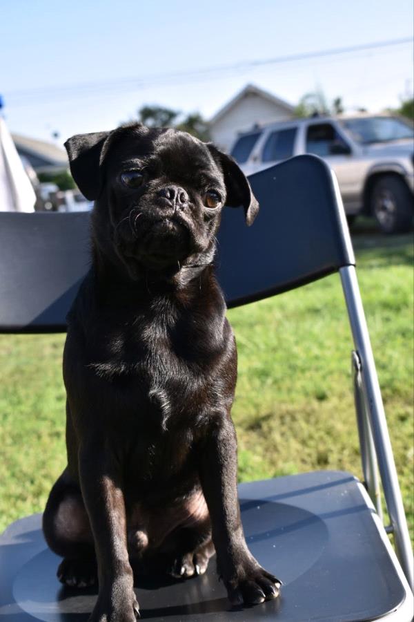 /images/uploads/pug nation rescue of los angeles/pugnation2024/entries/30825thumb.jpg